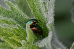 Chrysolina fastuosa