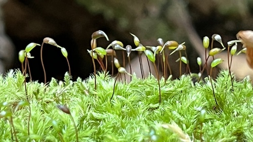 Brachytheciastrum velutinum observed 2026-10-03