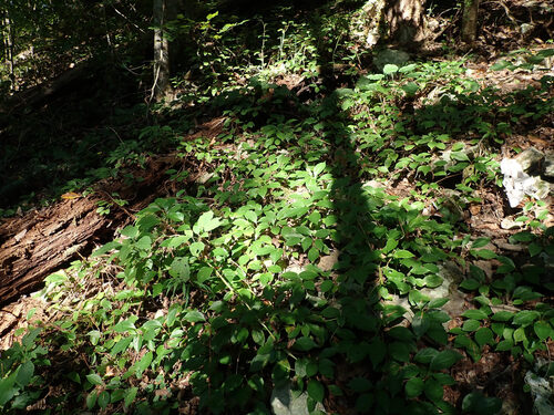 Bay starvine (Schisandra glabra)