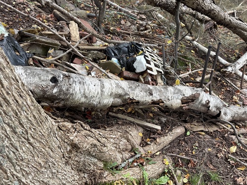 paper birch