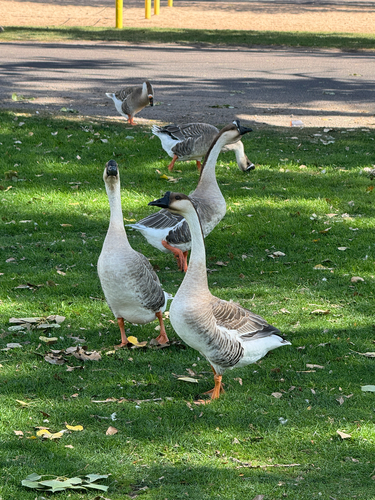 Domestic Swan Goose