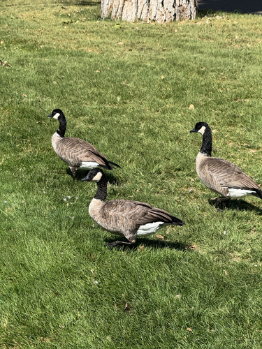 Cackling Goose