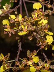 Trichocentrum ascendens