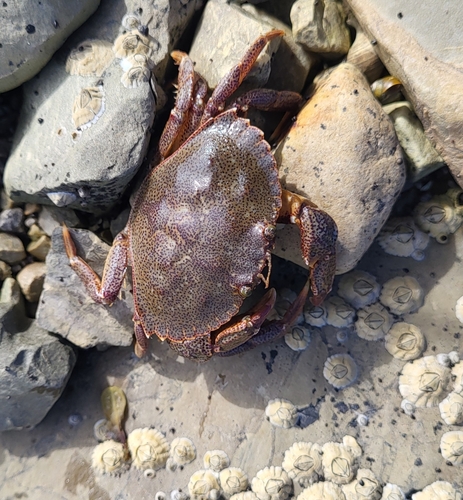 Atlantic Rock Crab