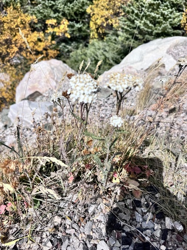 common yarrow