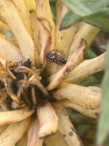 Cheilomenes propinqua
