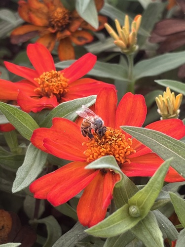 Western Honey Bee
