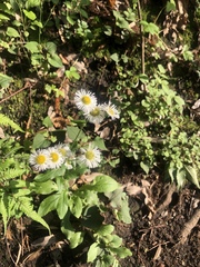 Erigeron philadelphicus