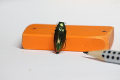 Eurythyrea micans