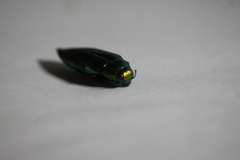 Eurythyrea micans