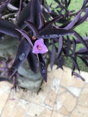 Tradescantia pallida