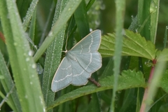 Chlorissa viridata