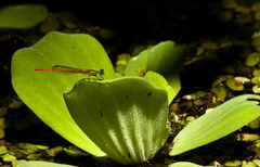 Pistia