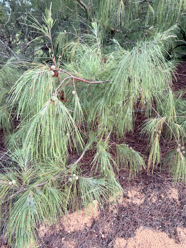 Casuarina equisetifolia, 2026-10-03