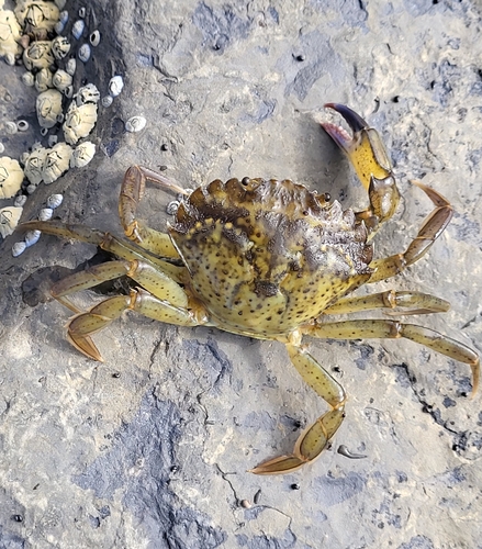 European Green Crab