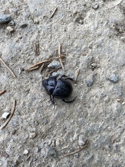 Anoplotrupes