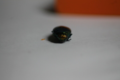 Eurythyrea micans
