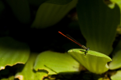 Pistia