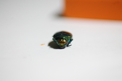 Eurythyrea micans