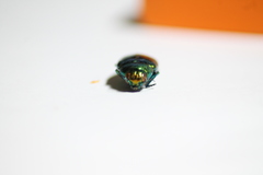 Eurythyrea micans