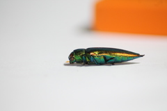 Eurythyrea micans