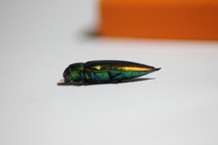 Eurythyrea micans