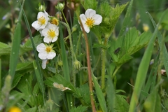 Fragaria viridis