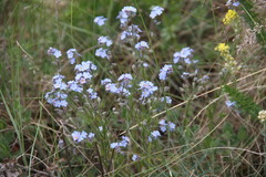 Myosotis popovii