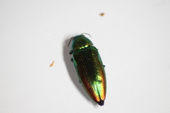 Eurythyrea micans