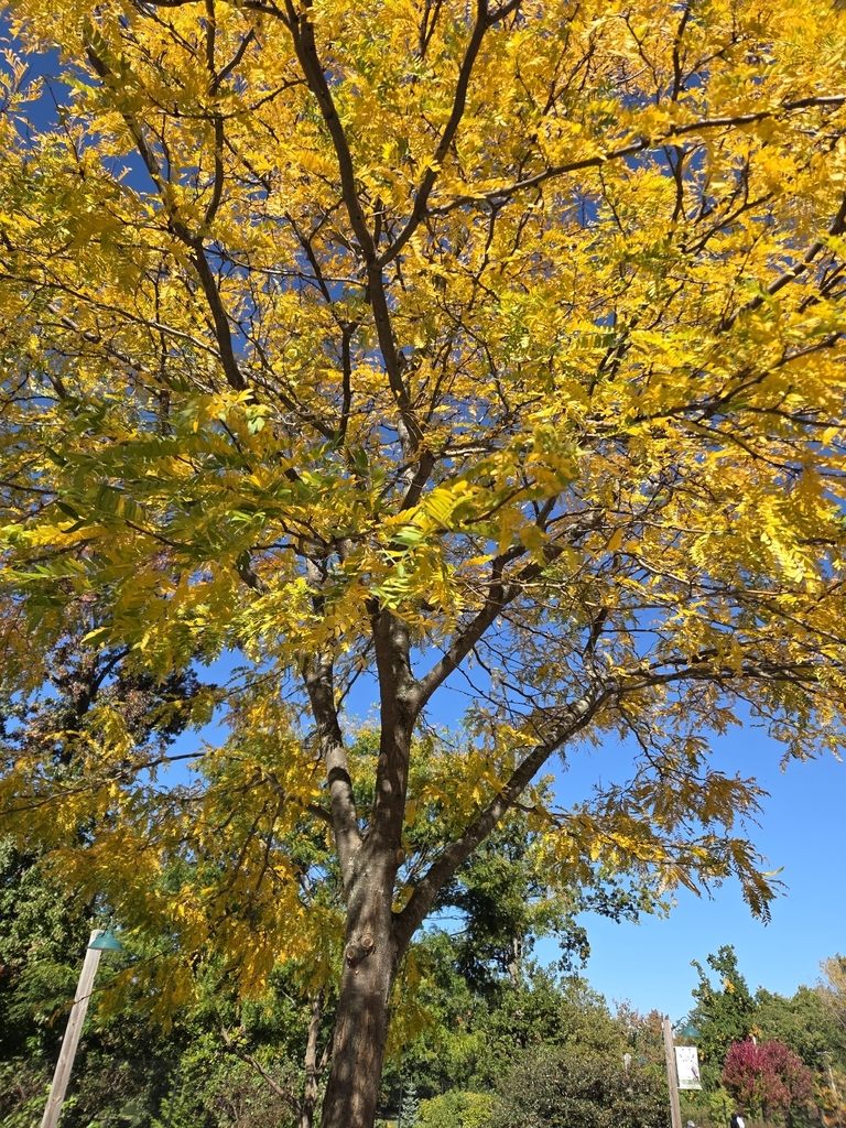 Looking up into a park honey locust gone mostly gold, with green trees and one red crown beyond.