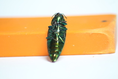 Eurythyrea micans