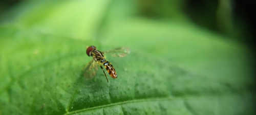 Toxomerus virgulatus