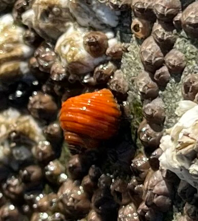 Littorina sitkana observed 2026-10-03