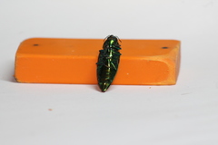 Eurythyrea micans