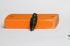 Eurythyrea micans