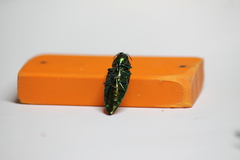 Eurythyrea micans
