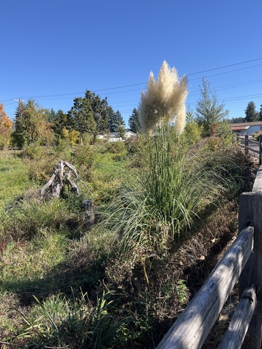 Pampas Grass