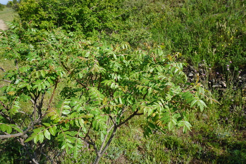 Tanner's sumac