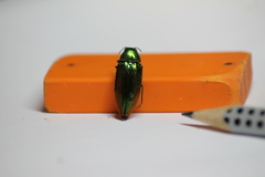 Eurythyrea micans