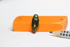 Eurythyrea micans