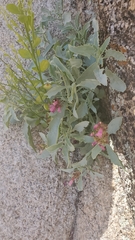 Penstemon clevelandii