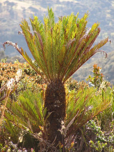 How to identify Lomariocycas aurata (Fée) Gasper & A.R.Sm.