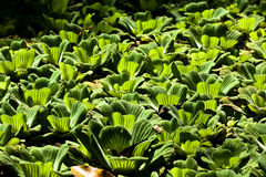 Pistia