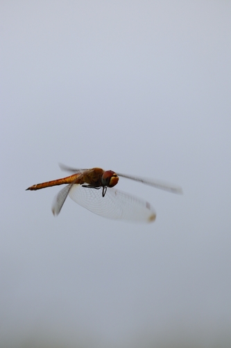 Wandering Glider