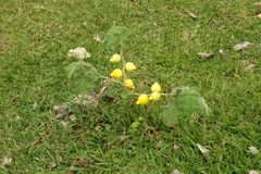 Solanum mammosum