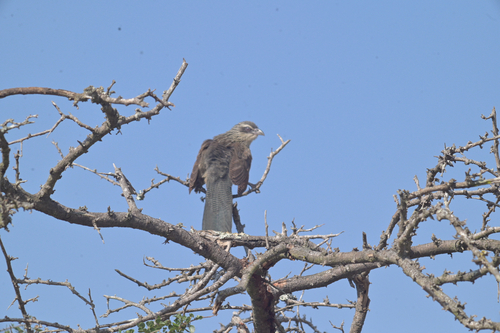 iNaturalist image