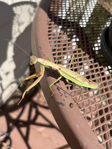Chinese Mantis