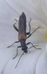 Oedemera simplex