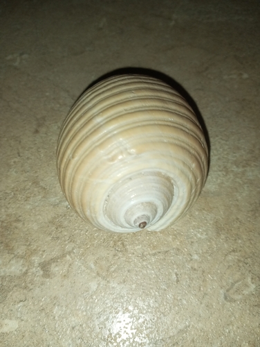 Tonna olearium observed 2026-10-03