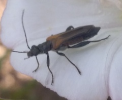 Oedemera simplex